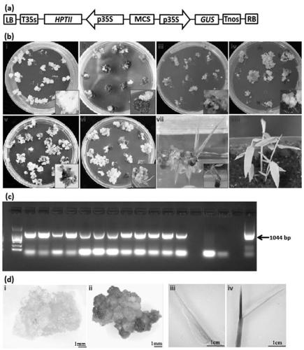 A kind of Agrobacterium-mediated transformation method of bamboo shoots