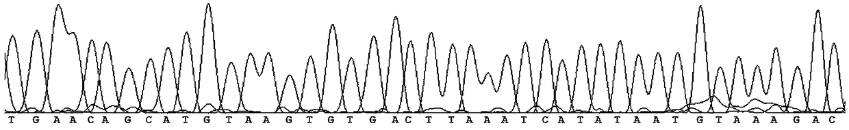 Molecular marker Marker Sex 1 and identification method for quickly identifying genetic sex of portunus trituberculatus