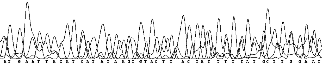 Molecular marker Marker Sex 1 and identification method for quickly identifying genetic sex of portunus trituberculatus