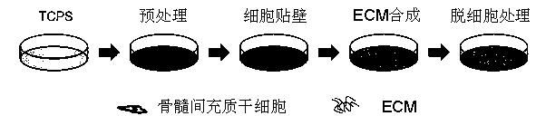 Method for autocrine secretion of extracellular matrix by stem cells and induction of stem cells to become hepatocytes