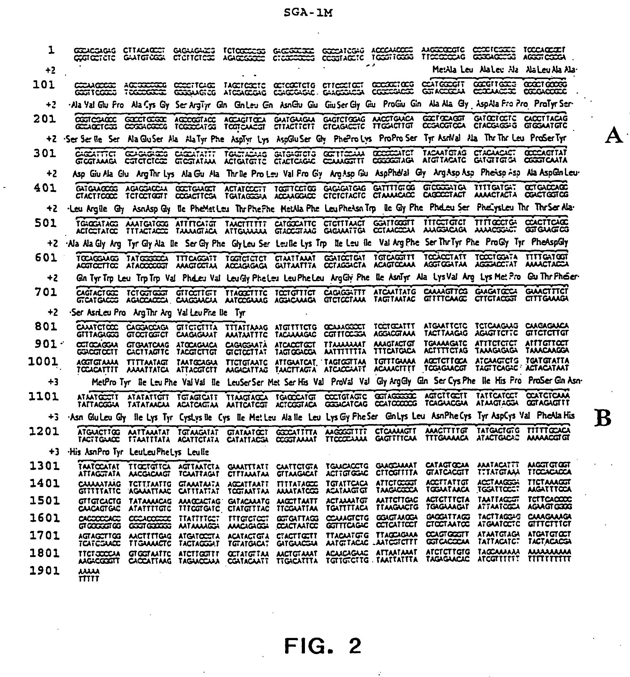 Sga-1m, a cancer associated antigen, and uses thereof