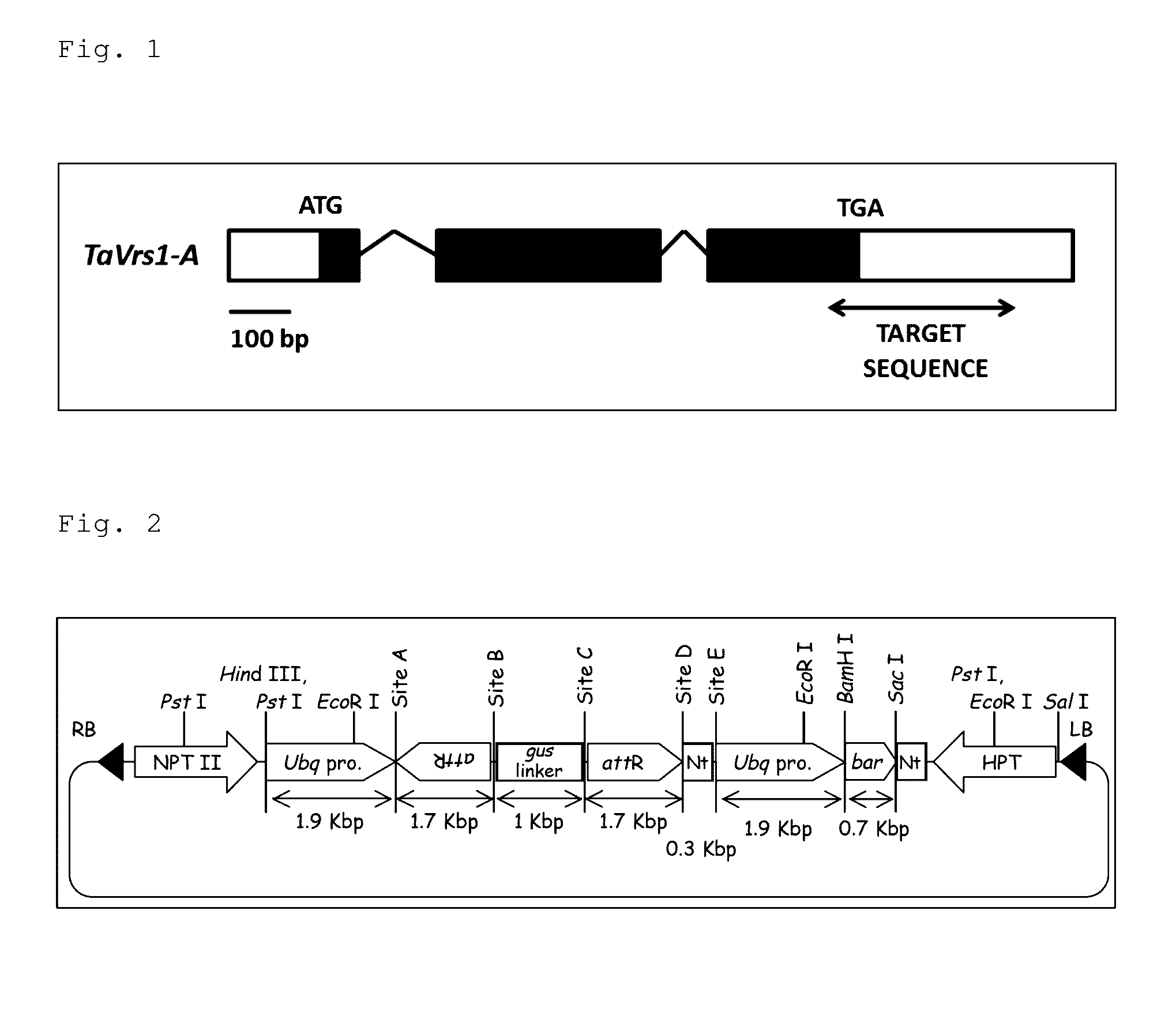 Wheat with increased number of grains and method for producing the same, and agent for increasing the number of wheat grains