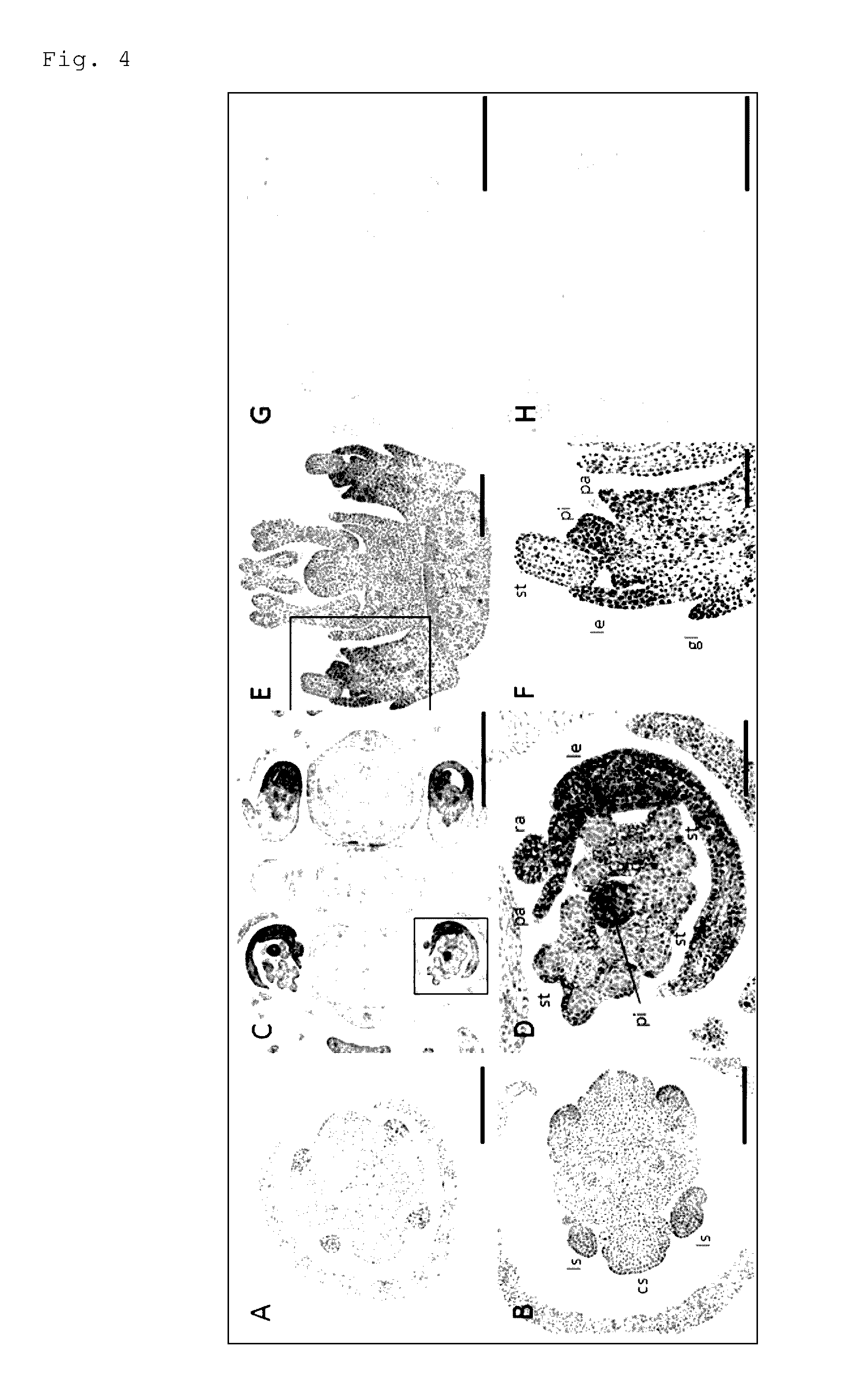 Wheat with increased number of grains and method for producing the same, and agent for increasing the number of wheat grains