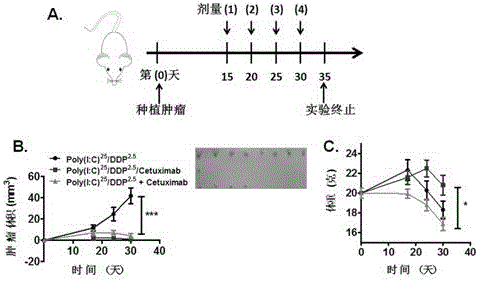 Application of composition in preparing drugs for treating tumors and using method of composition