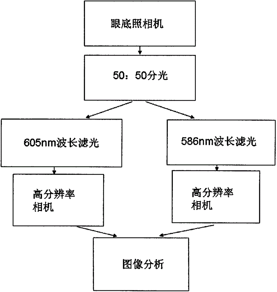 Retina blood oxygen saturation measurement method based on fundus cameras