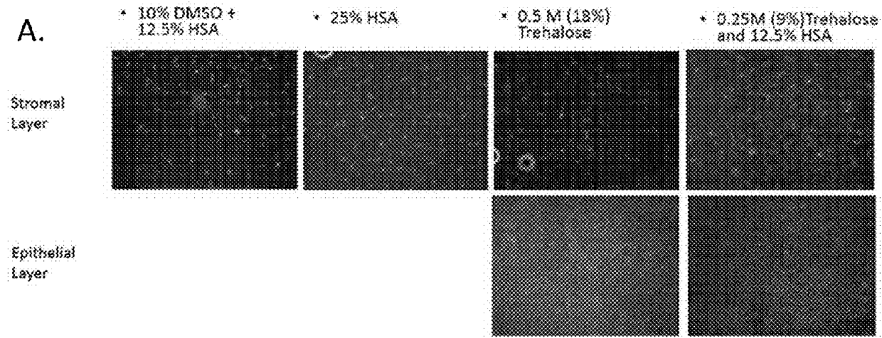 Viable lyophilized compositions derived from human tissues and methods of making the same