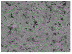 A kind of inactivated lactic acid bacteria effervescent tablet and preparation method thereof