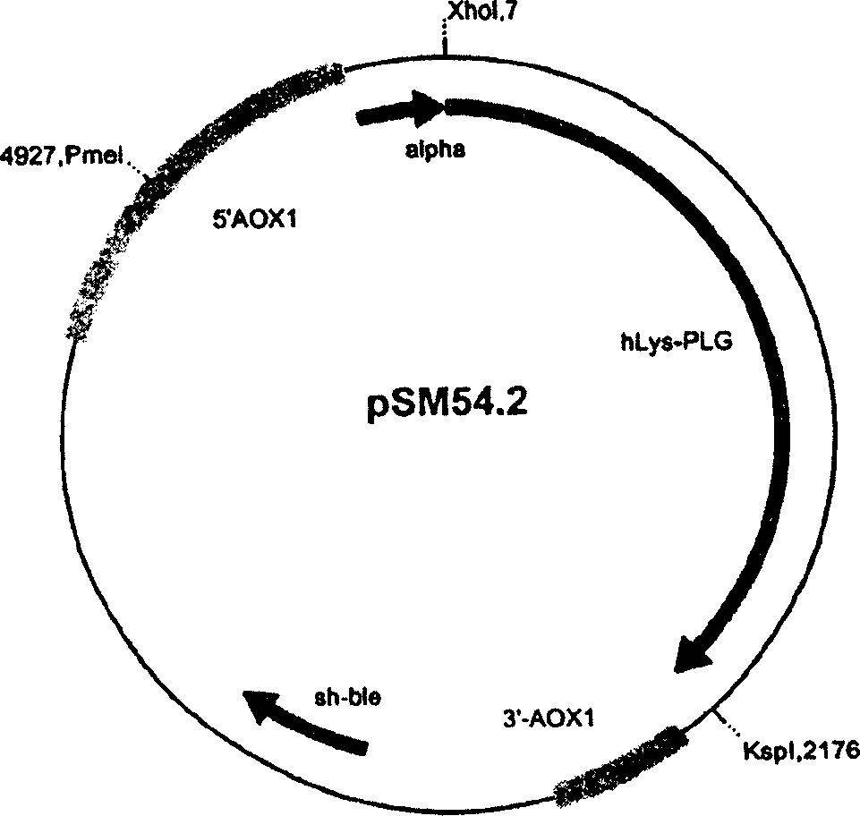 Method for producing recombinant proteins in micro-organisms