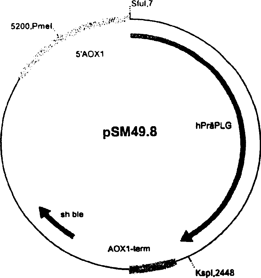 Method for producing recombinant proteins in micro-organisms