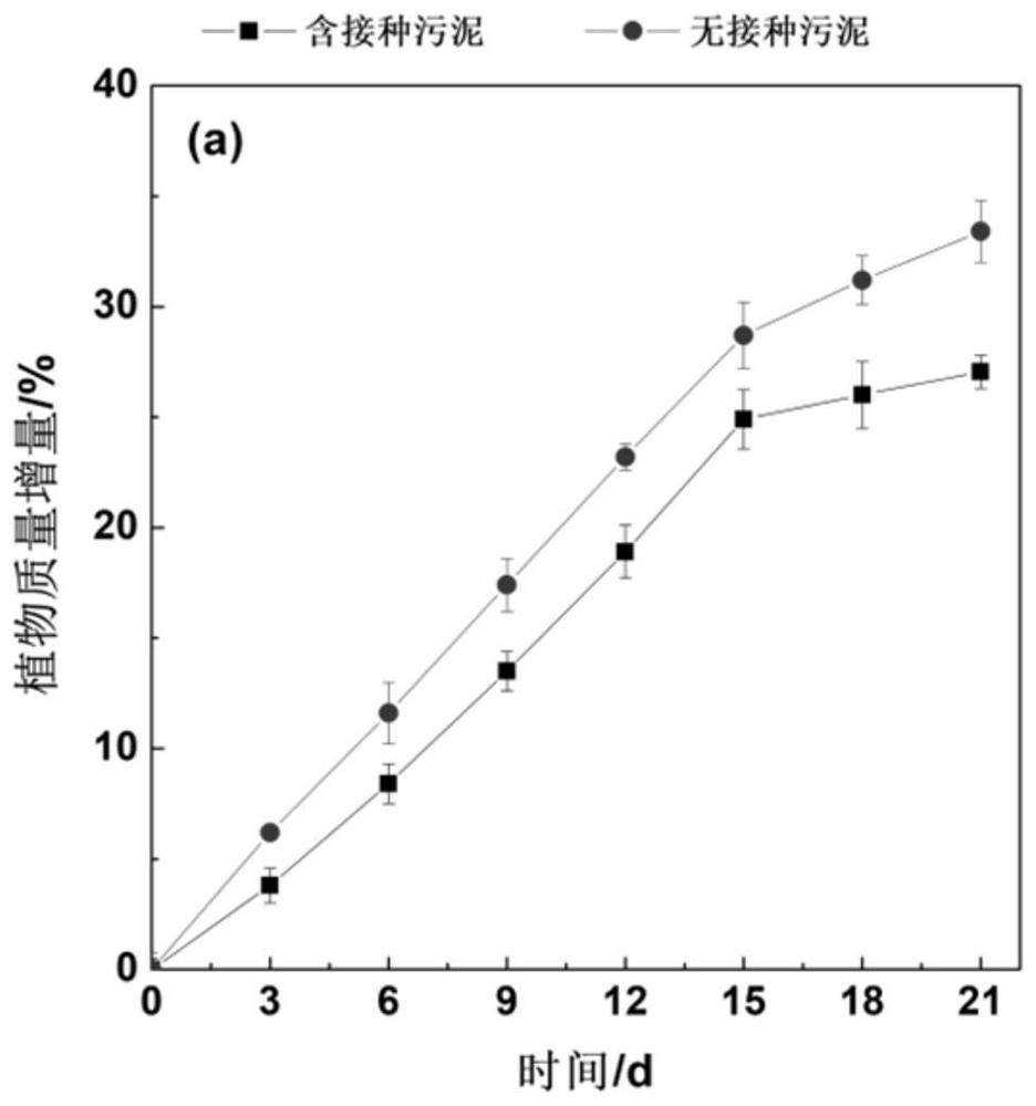 Myriophyllum spicatum-microorganism sewage purification system and construction method