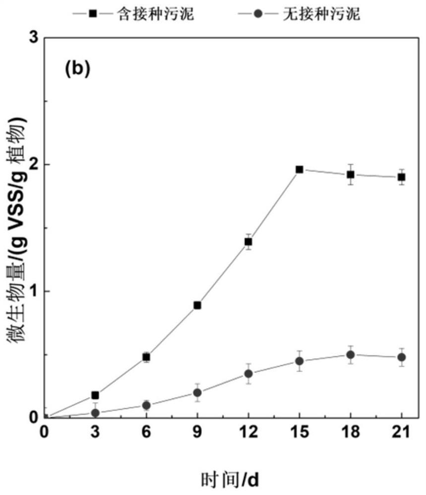 Myriophyllum spicatum-microorganism sewage purification system and construction method