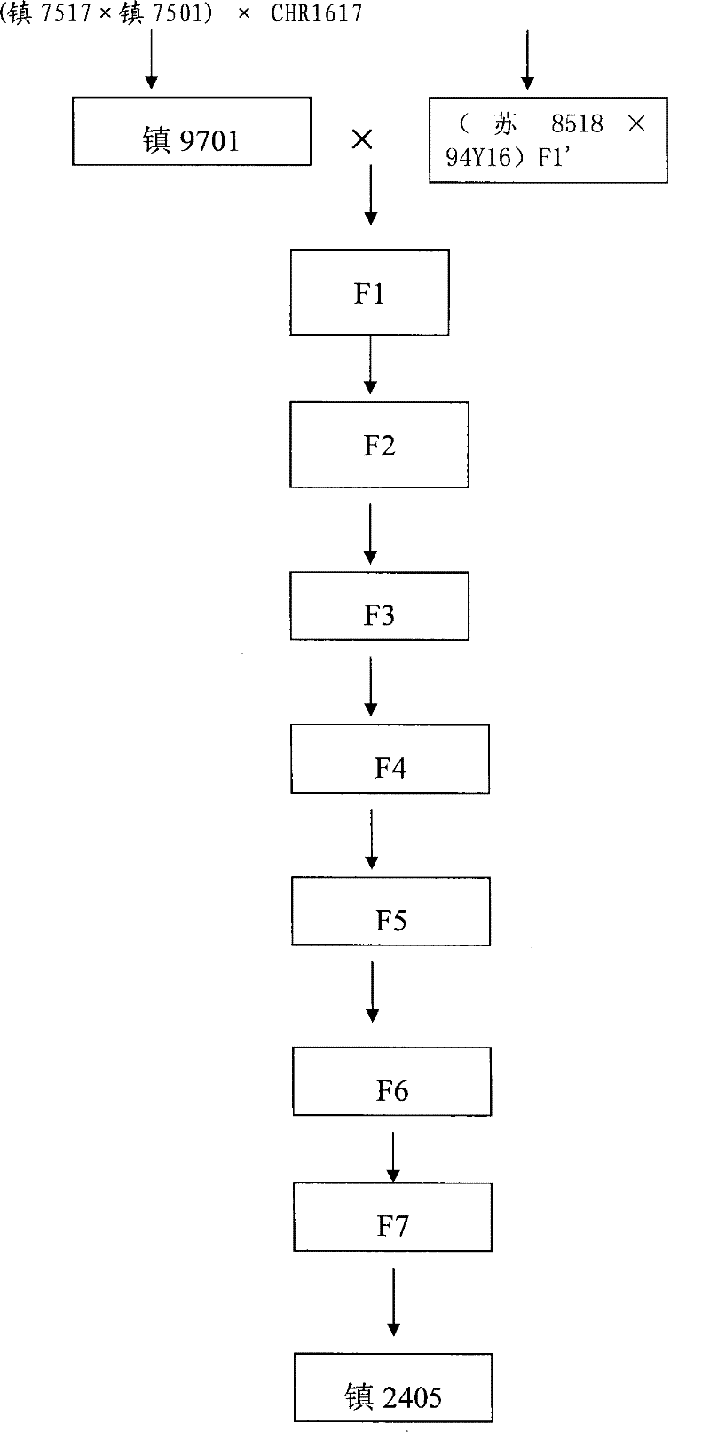 Breeding method of good quality, double-low, disease-resistant, high yield, lodging-resistant rape