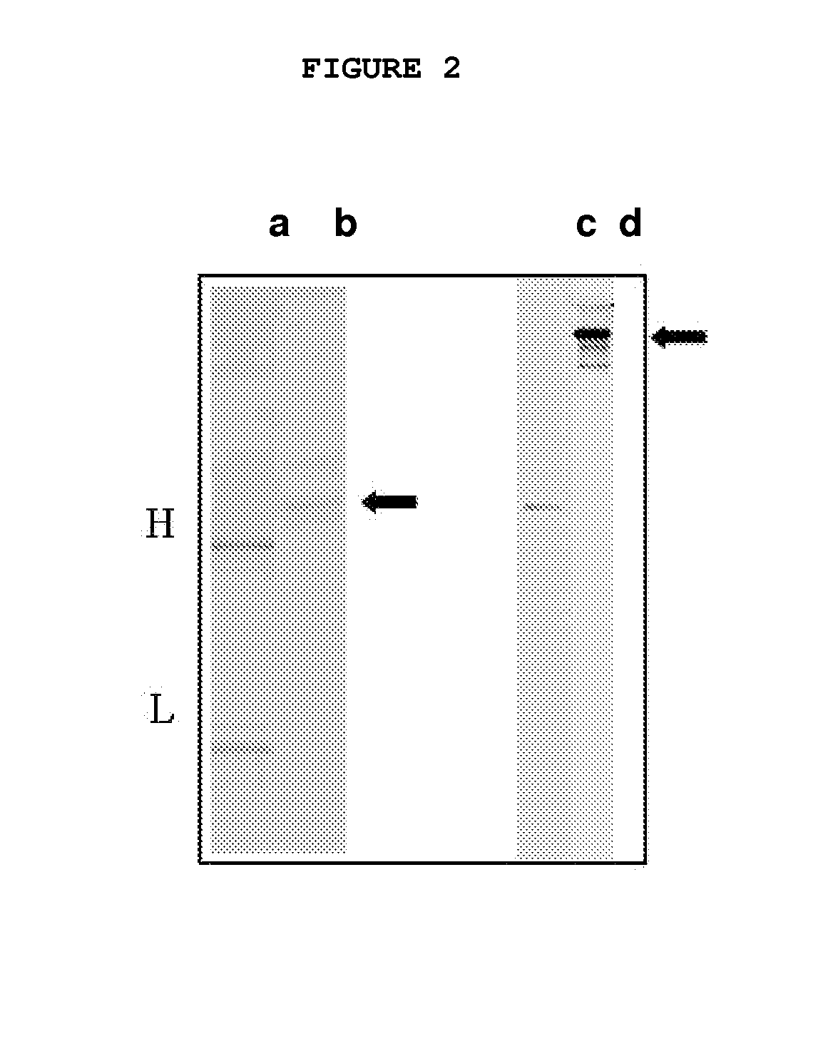 Method for preparation of single chain antibodies