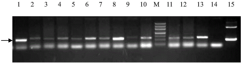 Method for cultivating transgenic gramineous plant with increased tiller number and biological material related with method