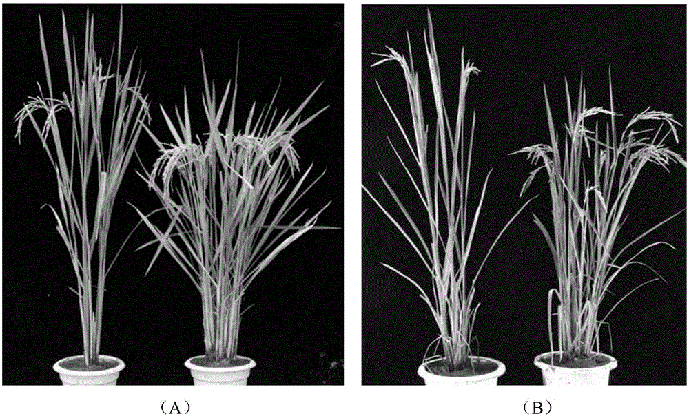 Method for cultivating transgenic gramineous plant with increased tiller number and biological material related with method