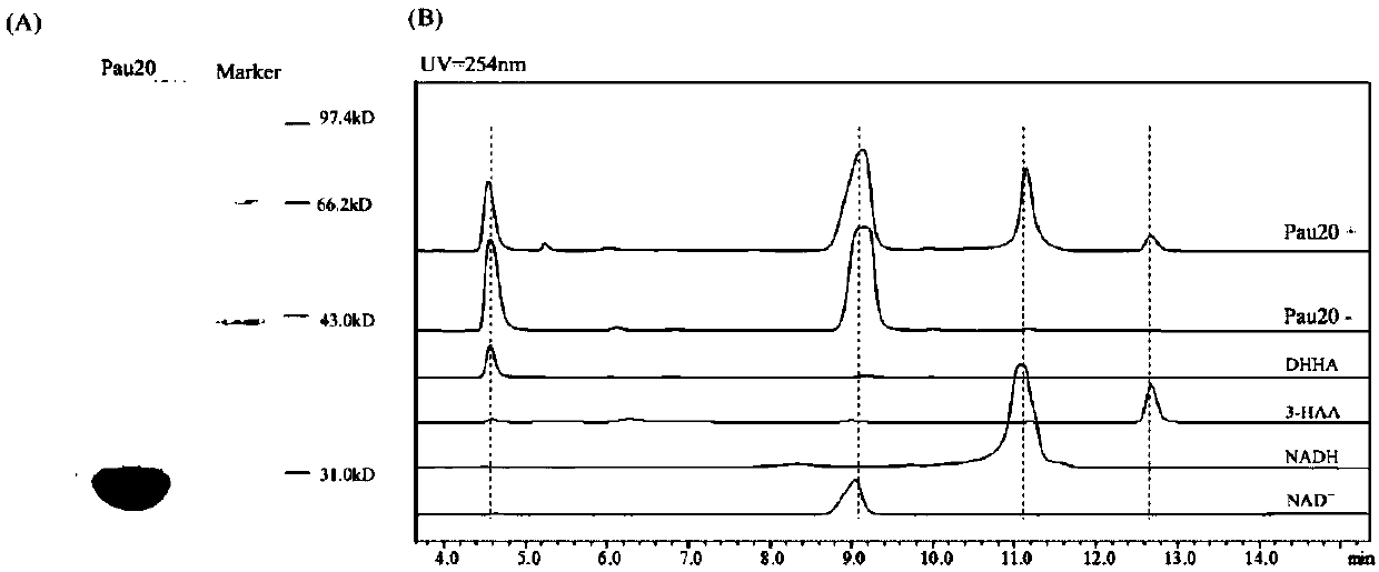 Biosynthesis method of nicotinamide adenine dinucleotide compound