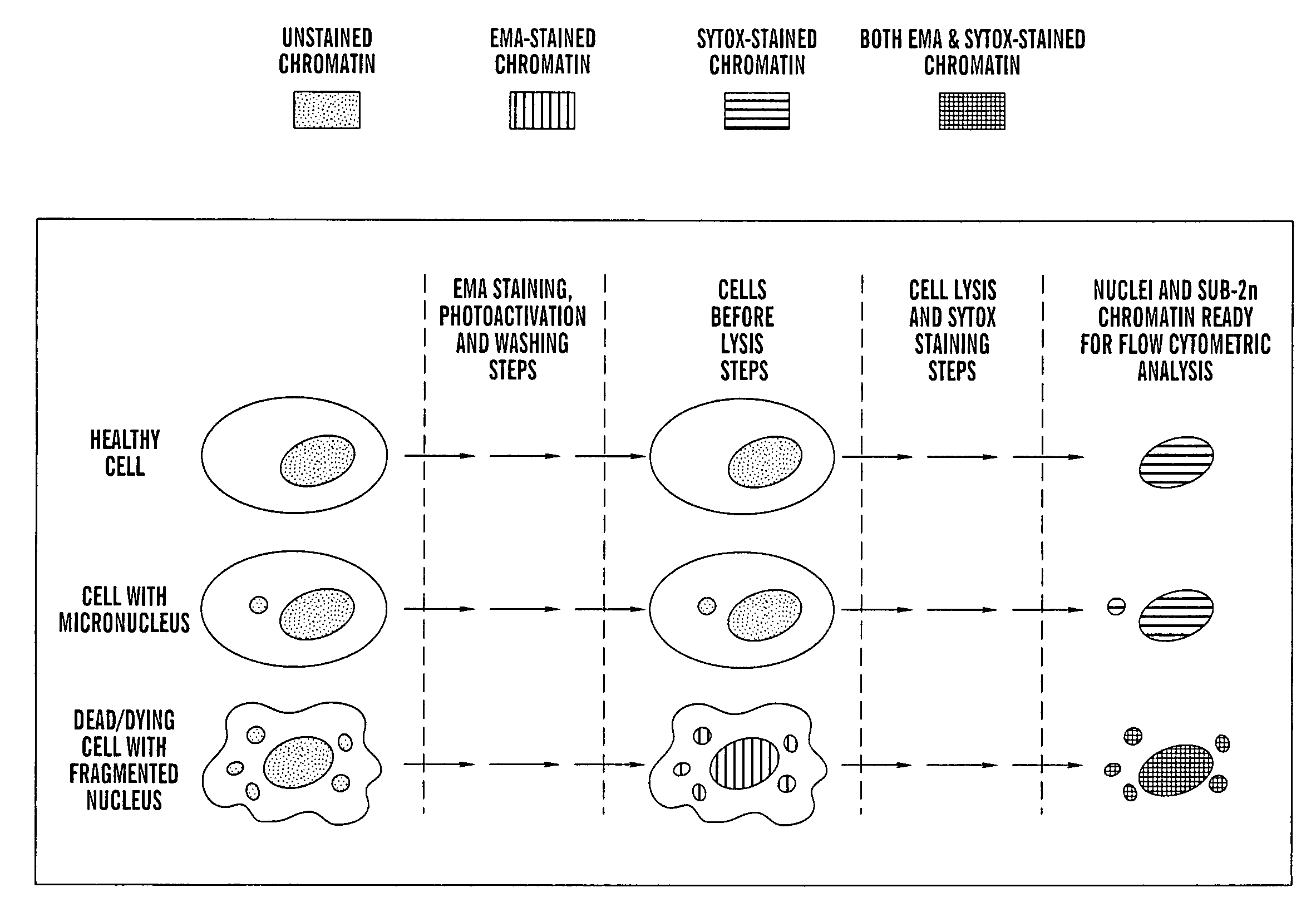 Method for enumerating mammalian cell micronuclei with an emphasis on differentially staining micronuclei and the chromatin of dead and dying cells