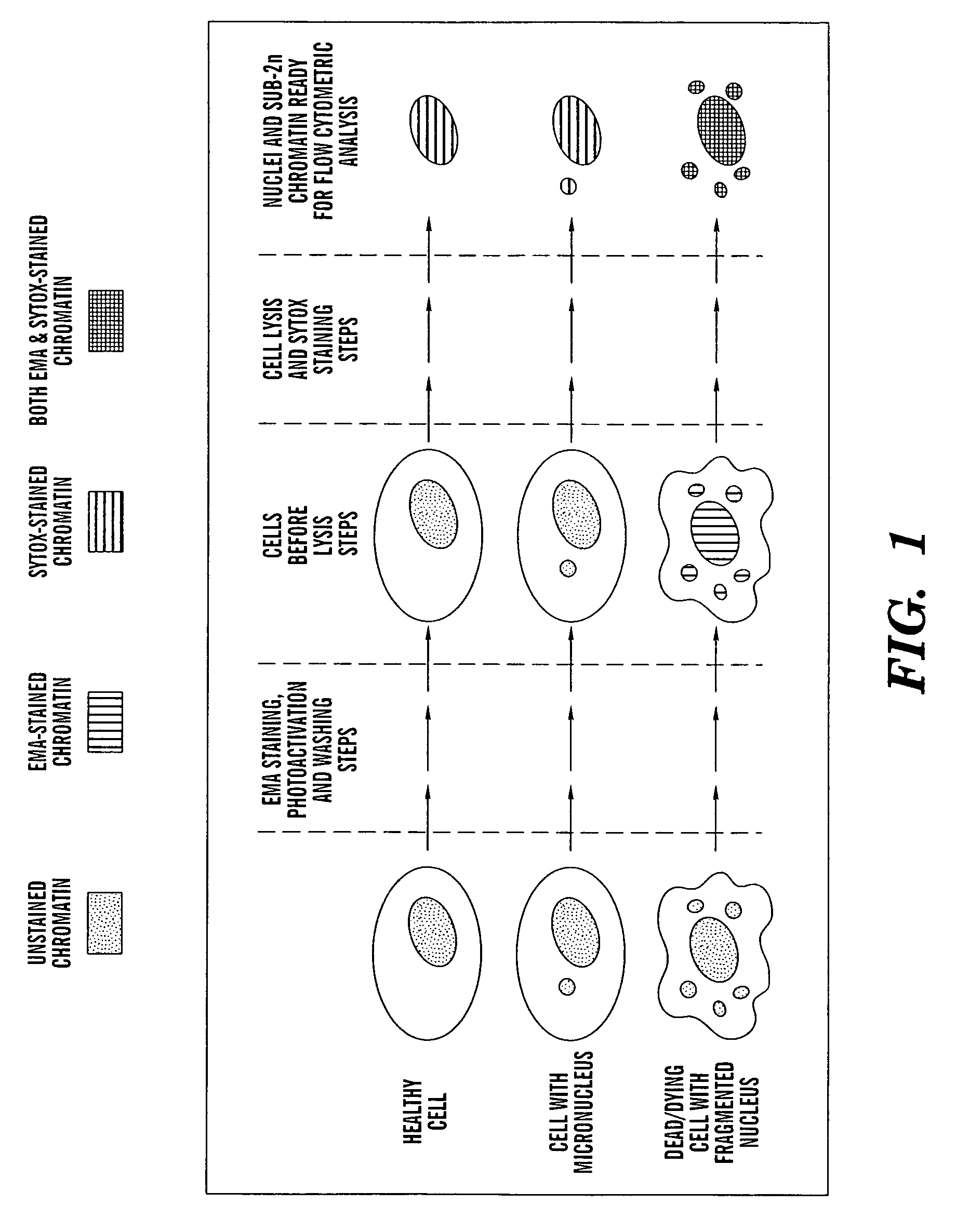 Method for enumerating mammalian cell micronuclei with an emphasis on differentially staining micronuclei and the chromatin of dead and dying cells