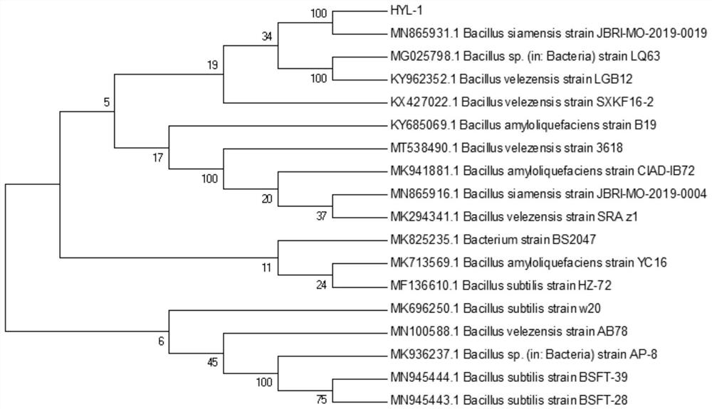 Bacillus velezensis HYL-1 and application thereof