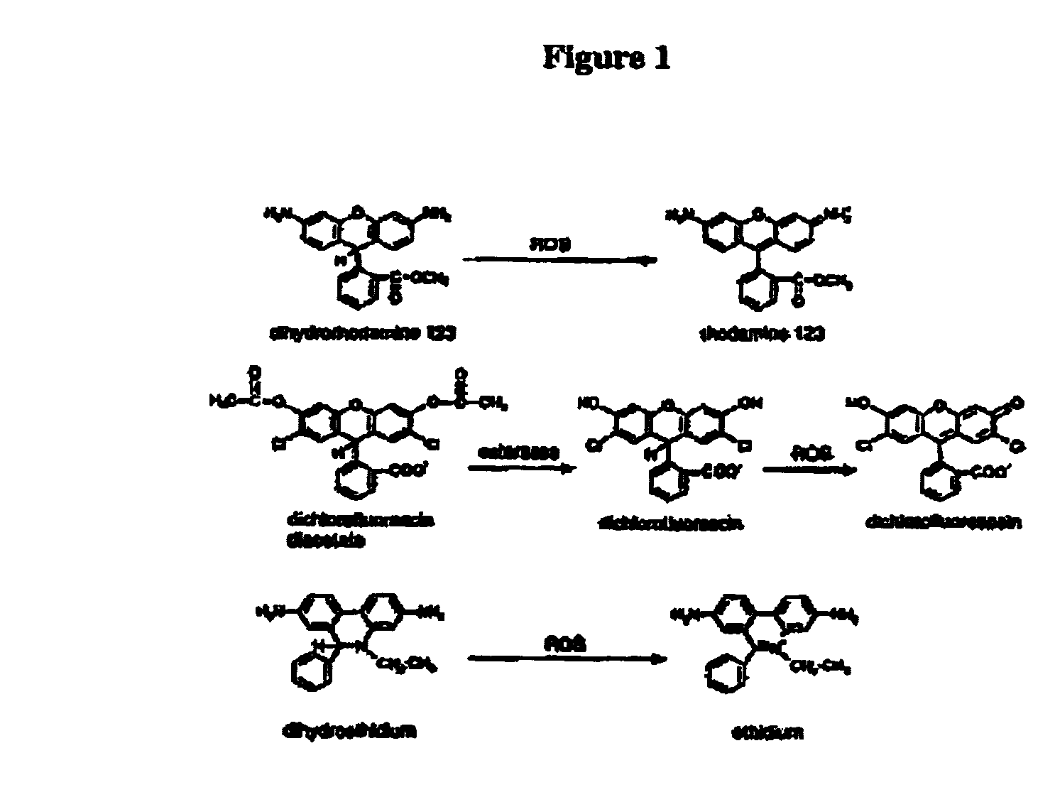 Assay for detecting inhibitors of the enzyme myeloperoxidase