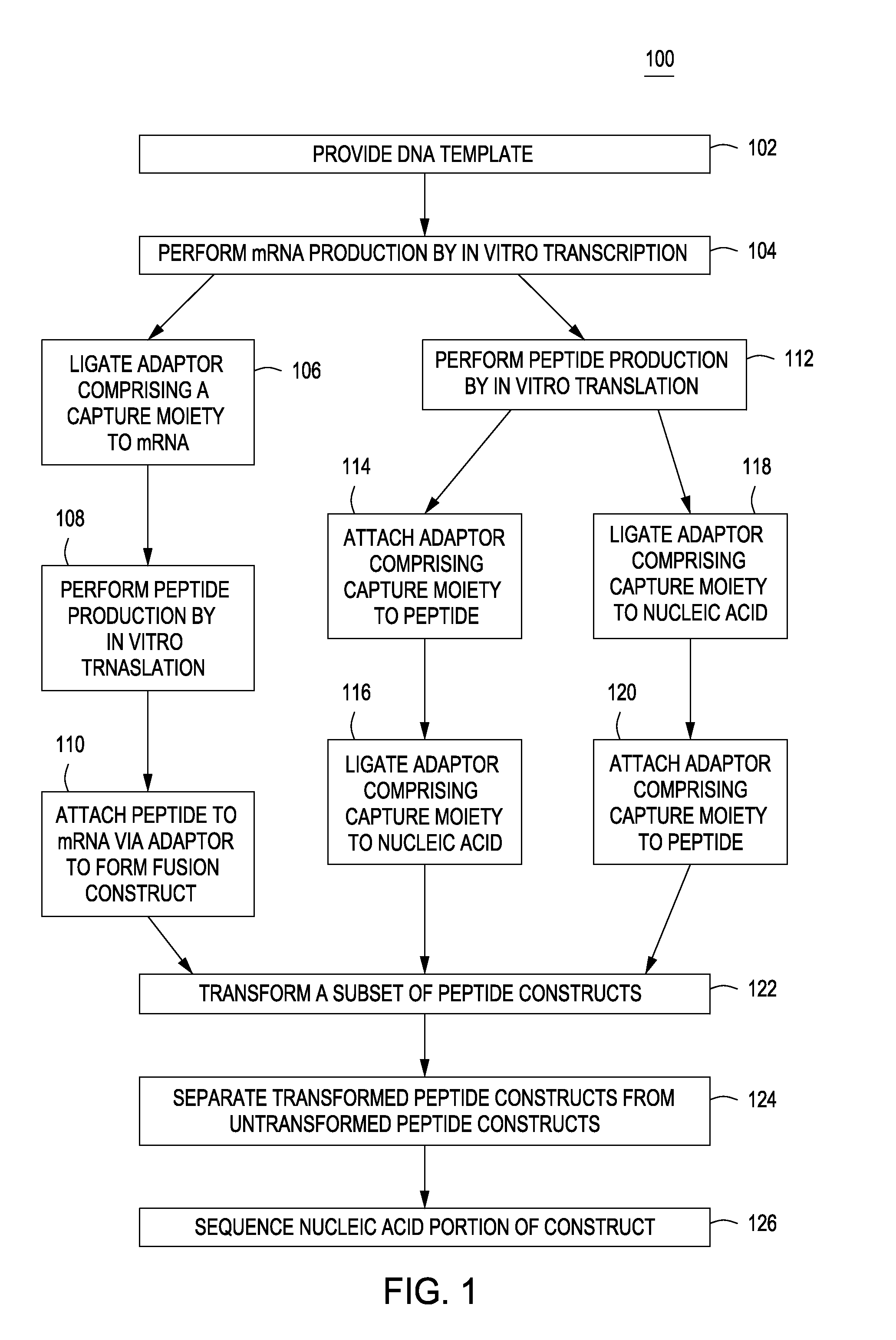 Peptide constructs and assay systems