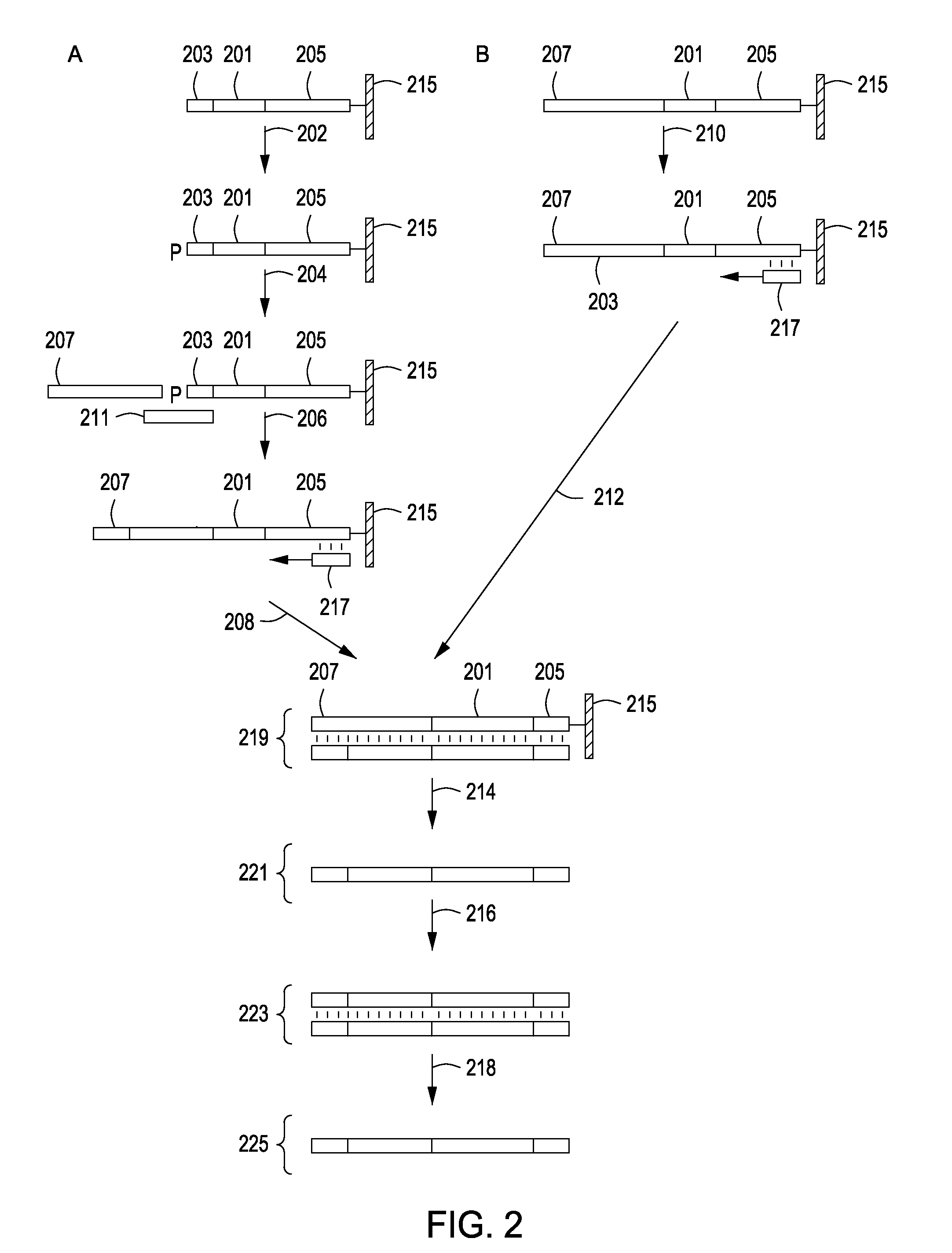 Peptide constructs and assay systems