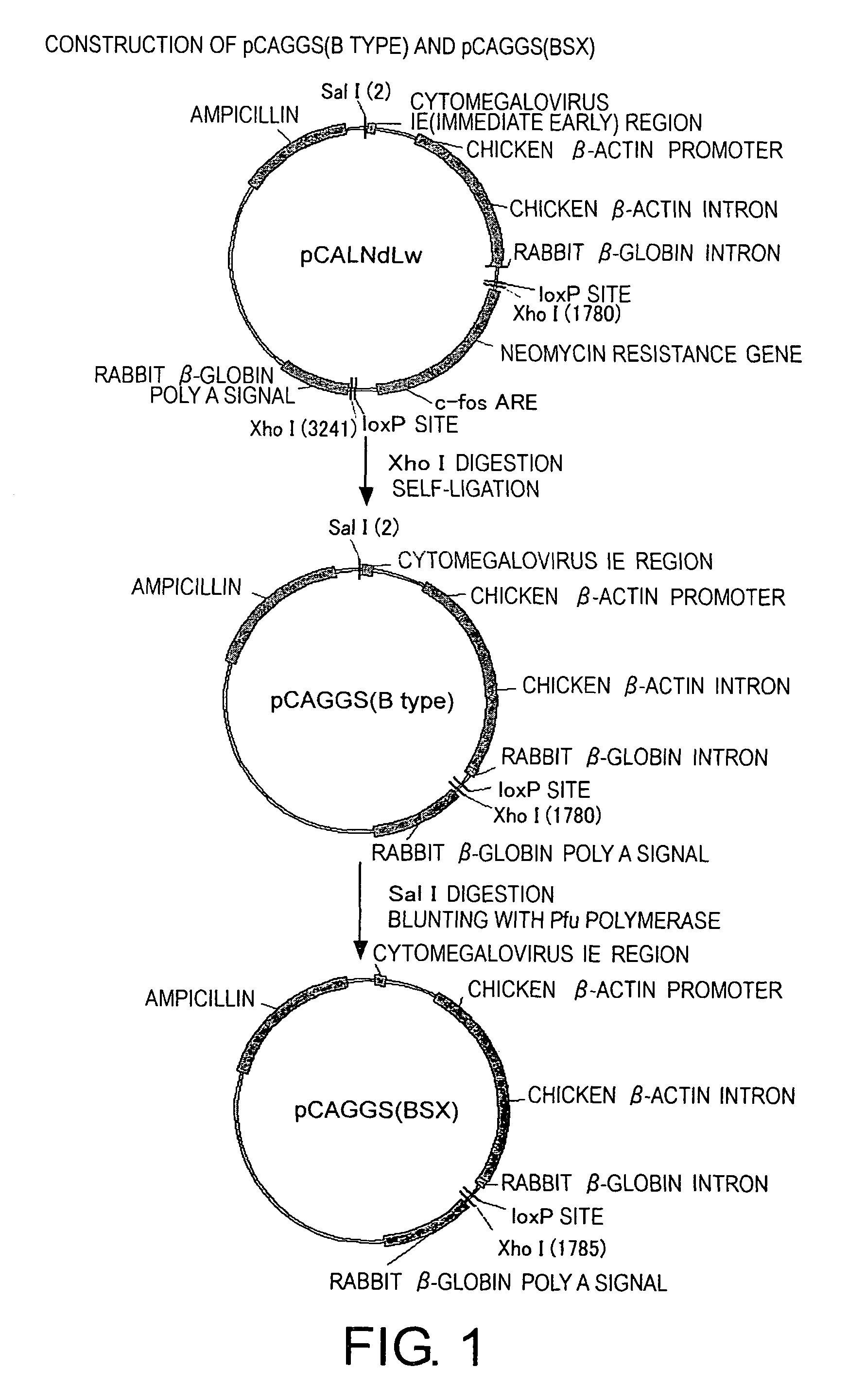 Methods for producing minus-strand RNA viral vectors using hybrid promoter comprising cytomegalovirus enhancer and chicken β-actin promoter