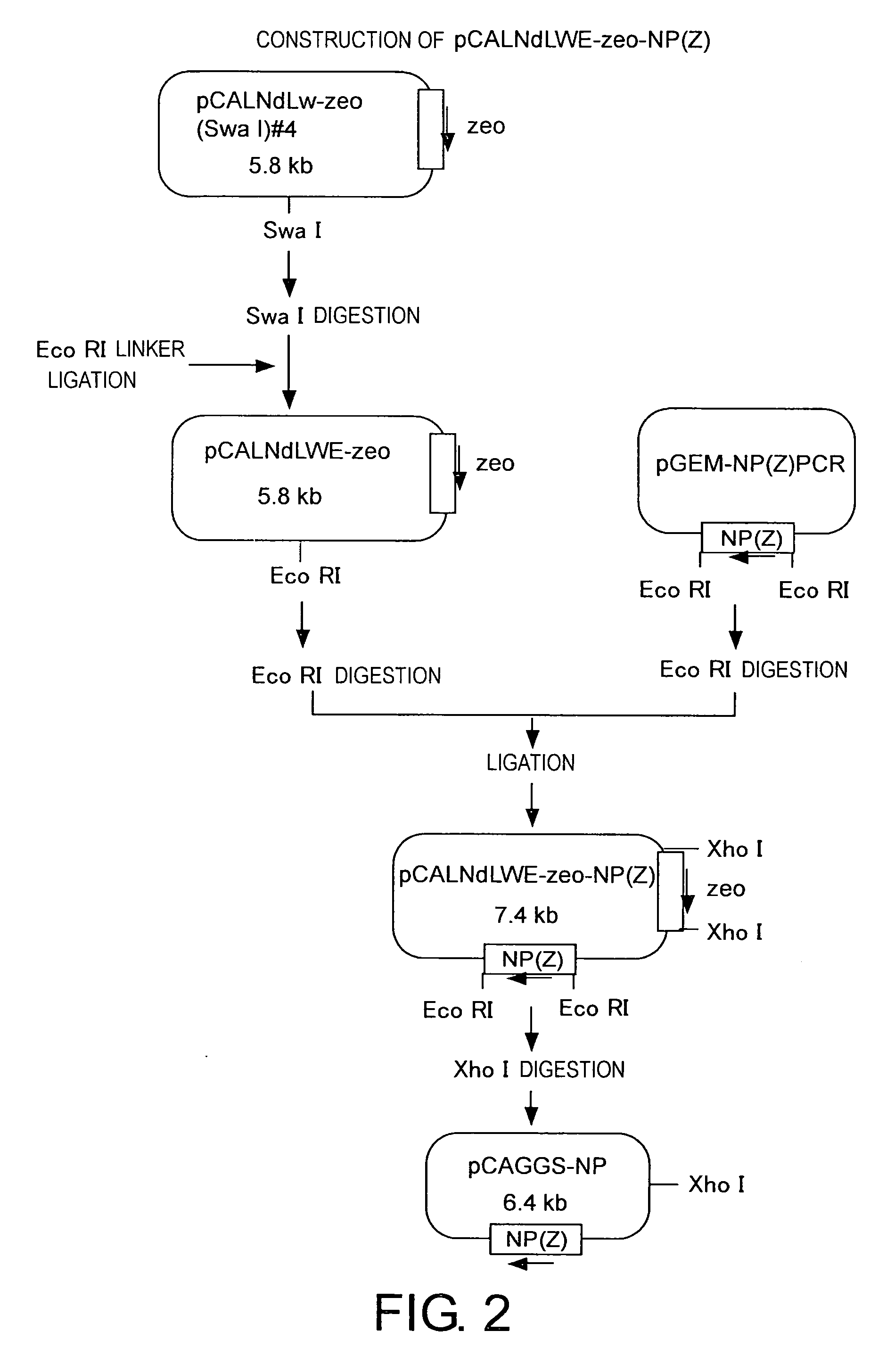 Methods for producing minus-strand RNA viral vectors using hybrid promoter comprising cytomegalovirus enhancer and chicken β-actin promoter