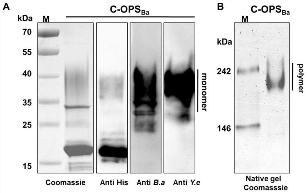 Bovine brucellosis polysaccharide conjugate vaccine and application thereof