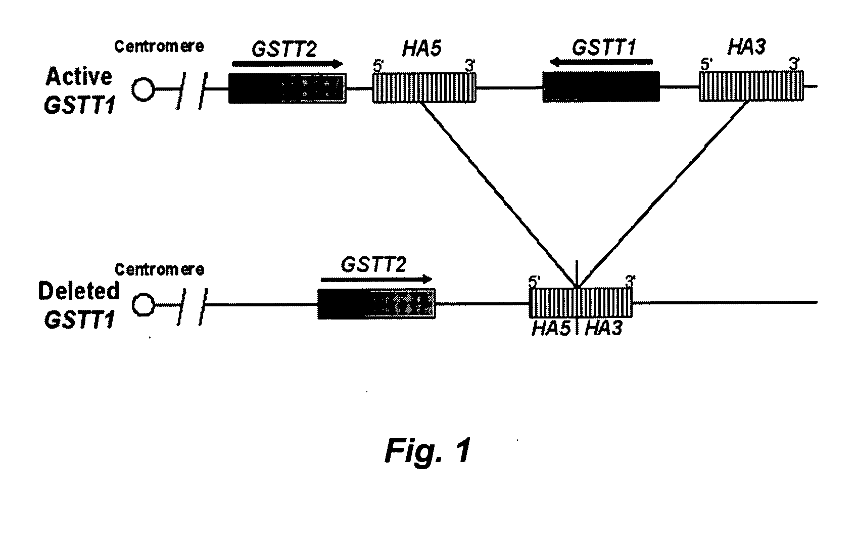 Methods for determining glutathione S-transferase theta-1 genotype