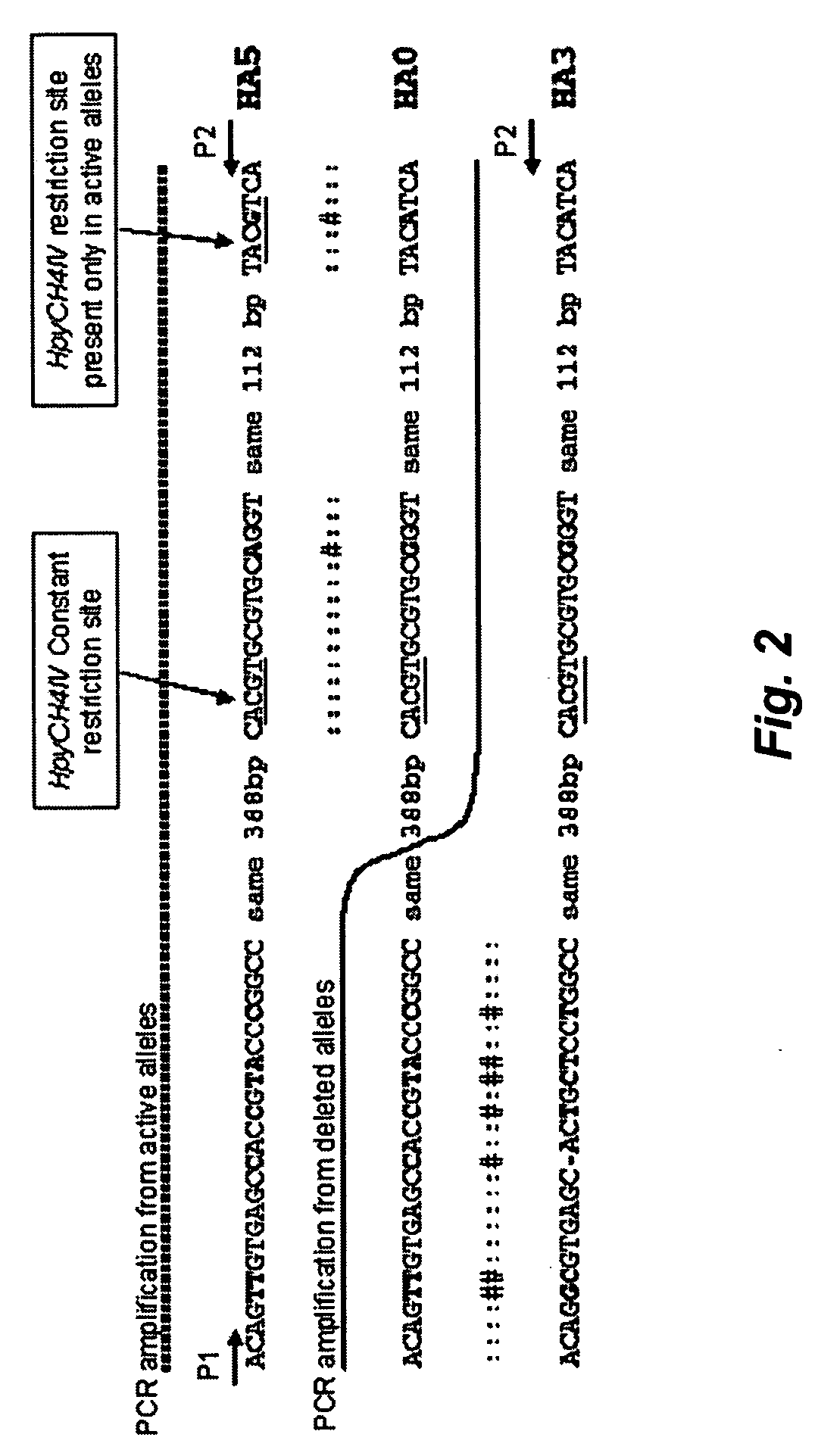 Methods for determining glutathione S-transferase theta-1 genotype