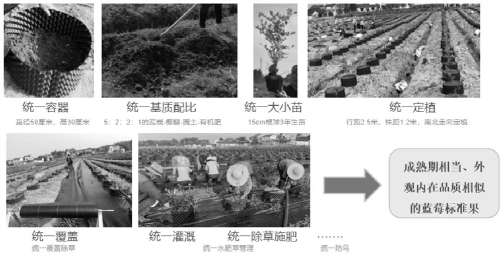 Method for cultivating blueberries in a new-type vertical root-controlling container