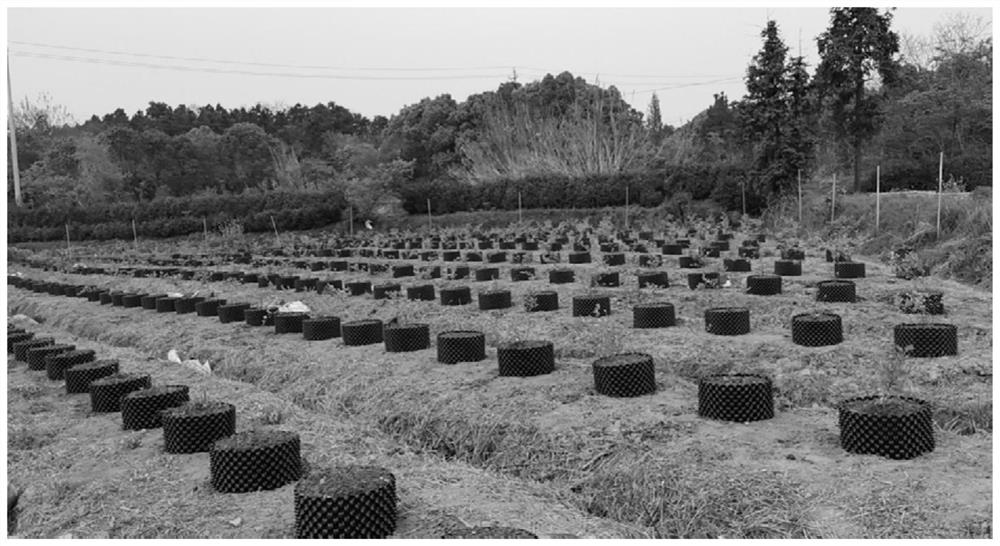 Method for cultivating blueberries in a new-type vertical root-controlling container