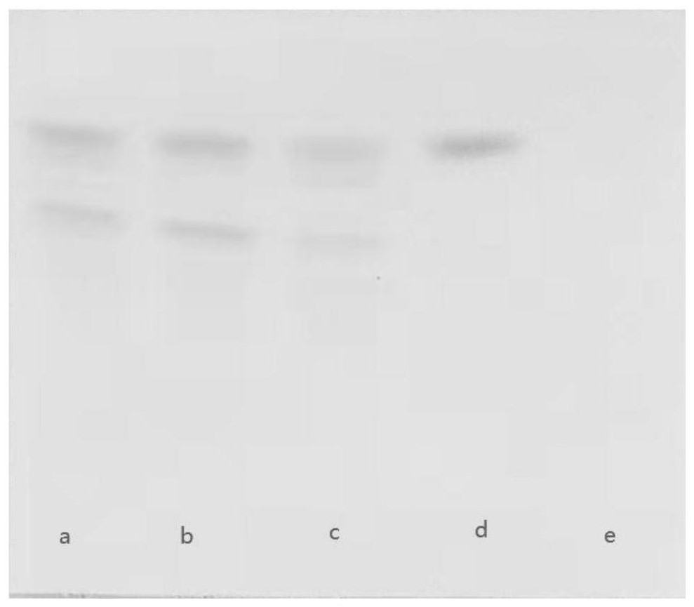 Method for freeze-drying radix salvia miltiorrhiza