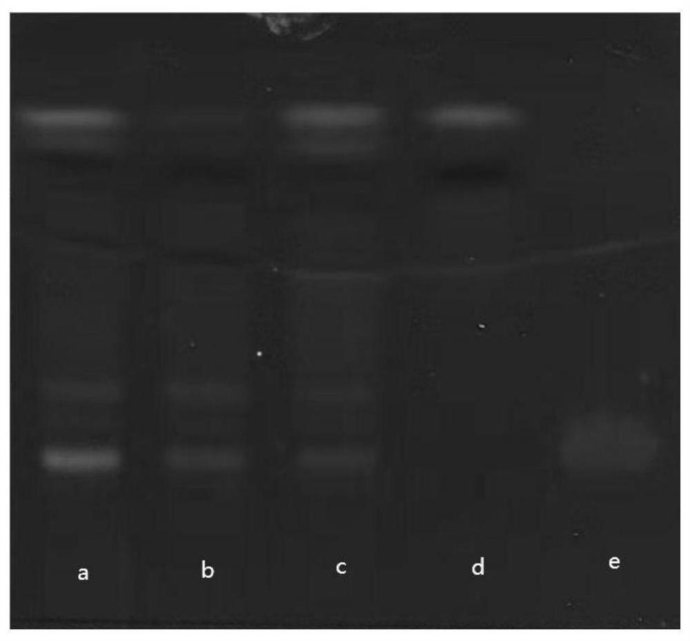 Method for freeze-drying radix salvia miltiorrhiza