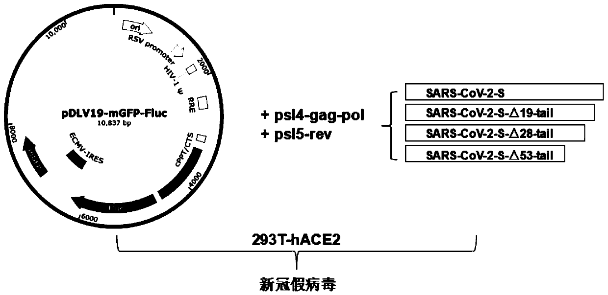 Double-reporter-gene skeleton vector, four-plasmid pseudovirus packaging system and packaged COVID-19 pseudovirus