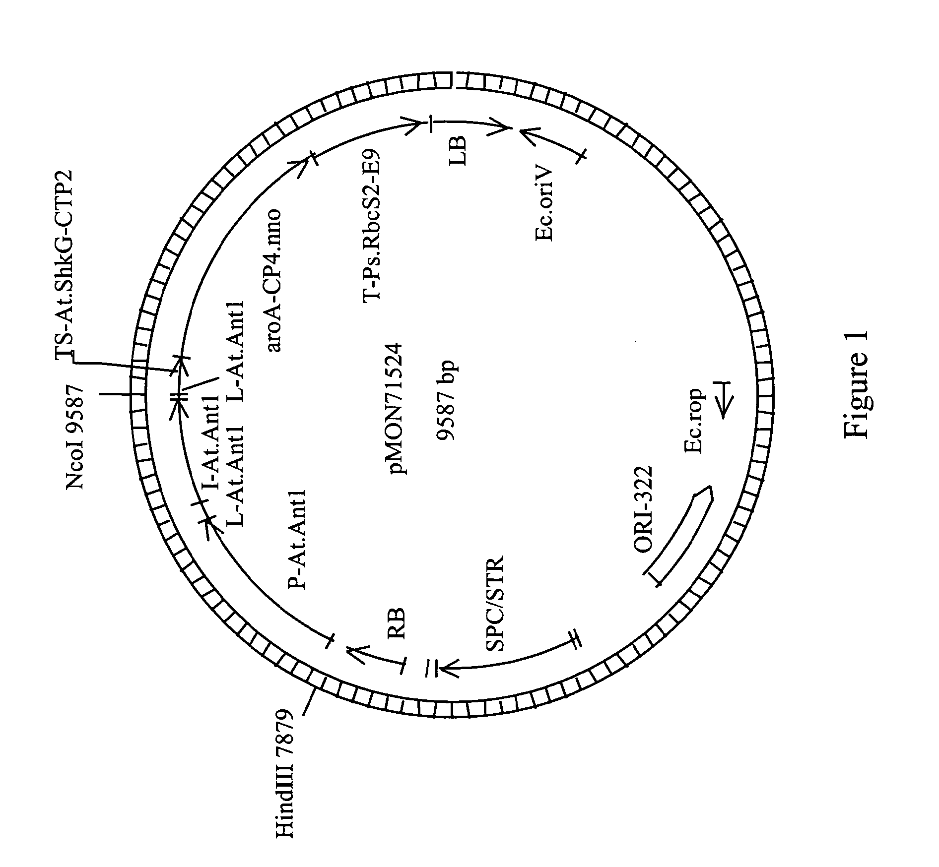 Adenylate translocator protein gene non-coding regulatory elements for use in plants