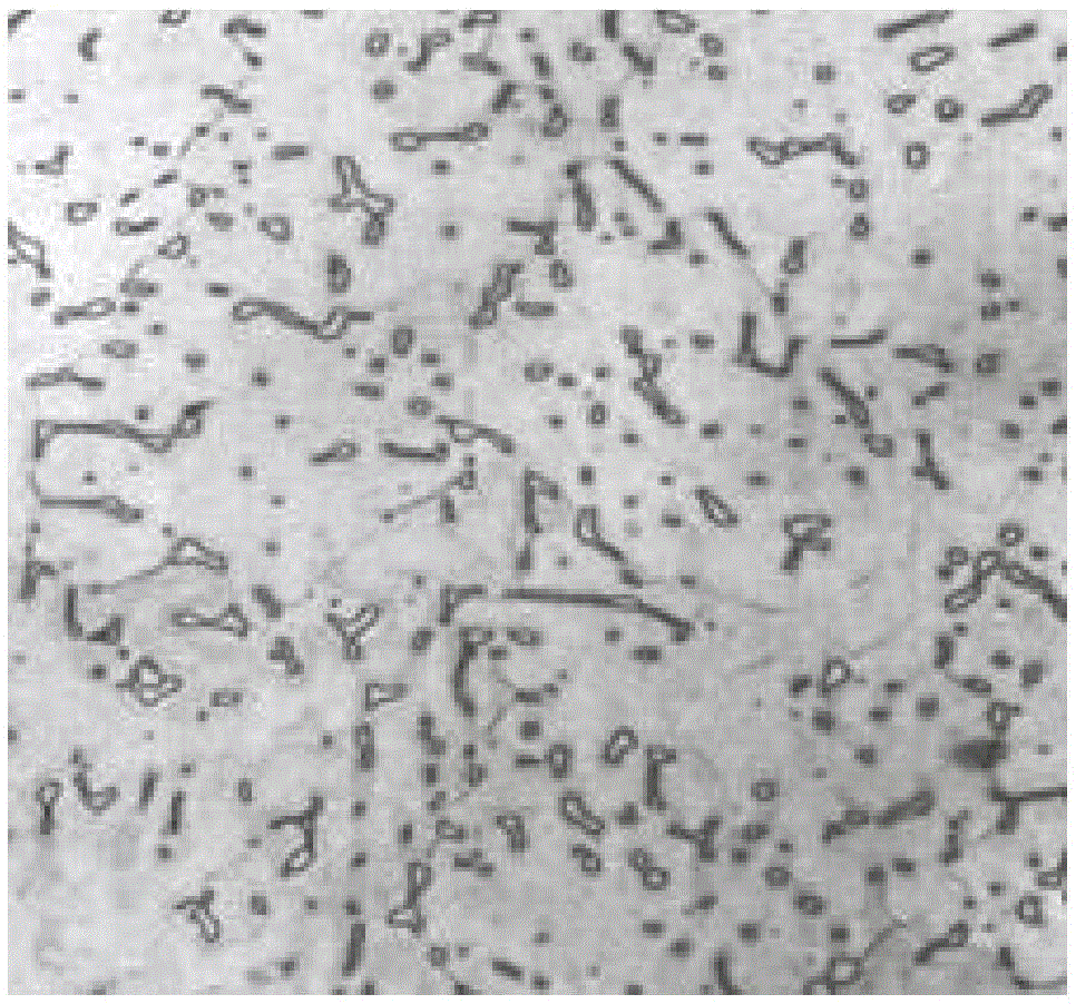 A low-nickel austenitic stainless steel