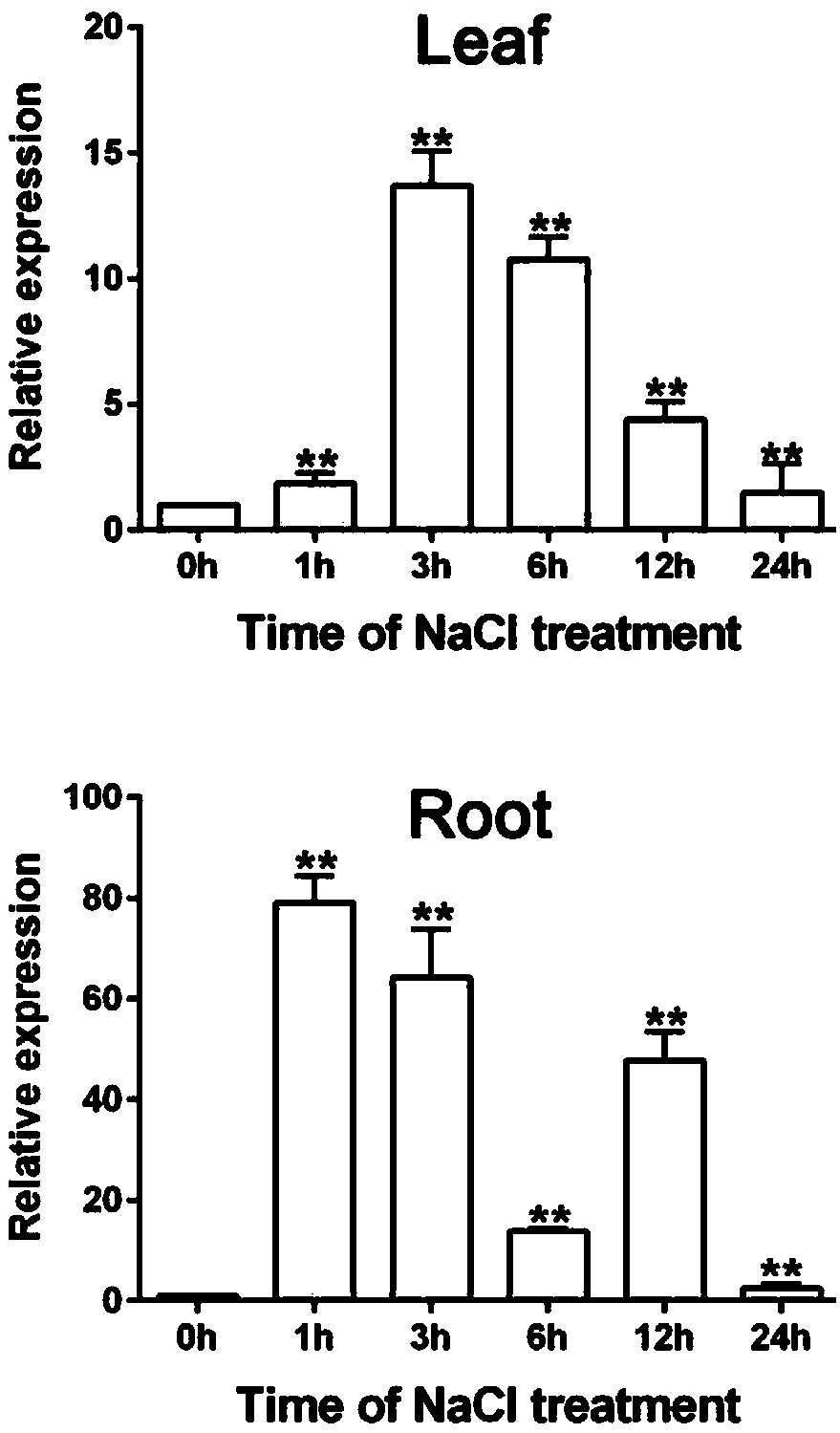 ZmGPDH5 (Zea Mays Glycerol-3-Phosphate Dehydrogenase 5) and application of encoding gene thereof in regulating stress tolerance of plant