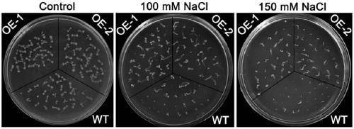 ZmGPDH5 (Zea Mays Glycerol-3-Phosphate Dehydrogenase 5) and application of encoding gene thereof in regulating stress tolerance of plant