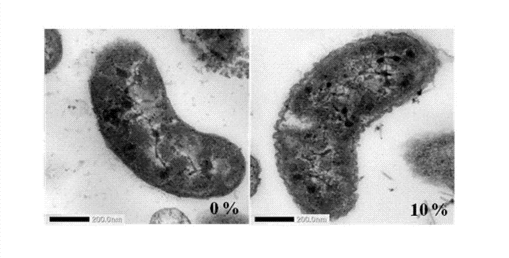 Functional microbial transformation method with combination of permeabilization and ultrasound