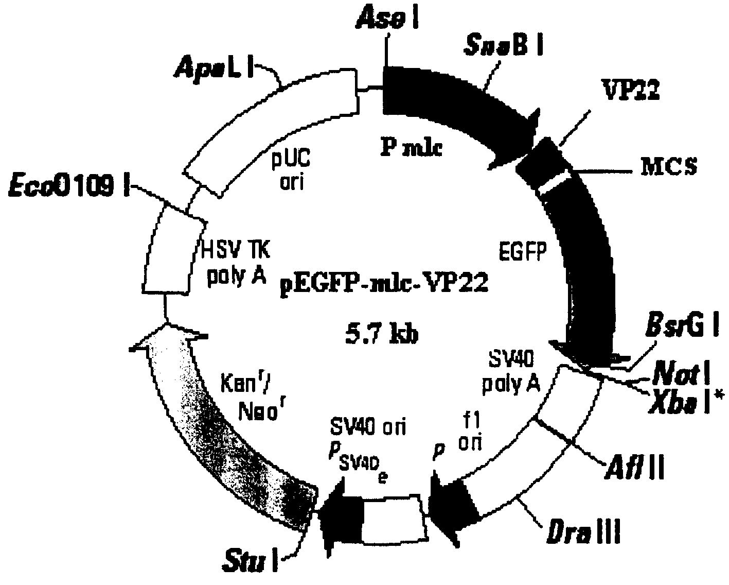 Plasmid for gene therapy of cardiac muscle