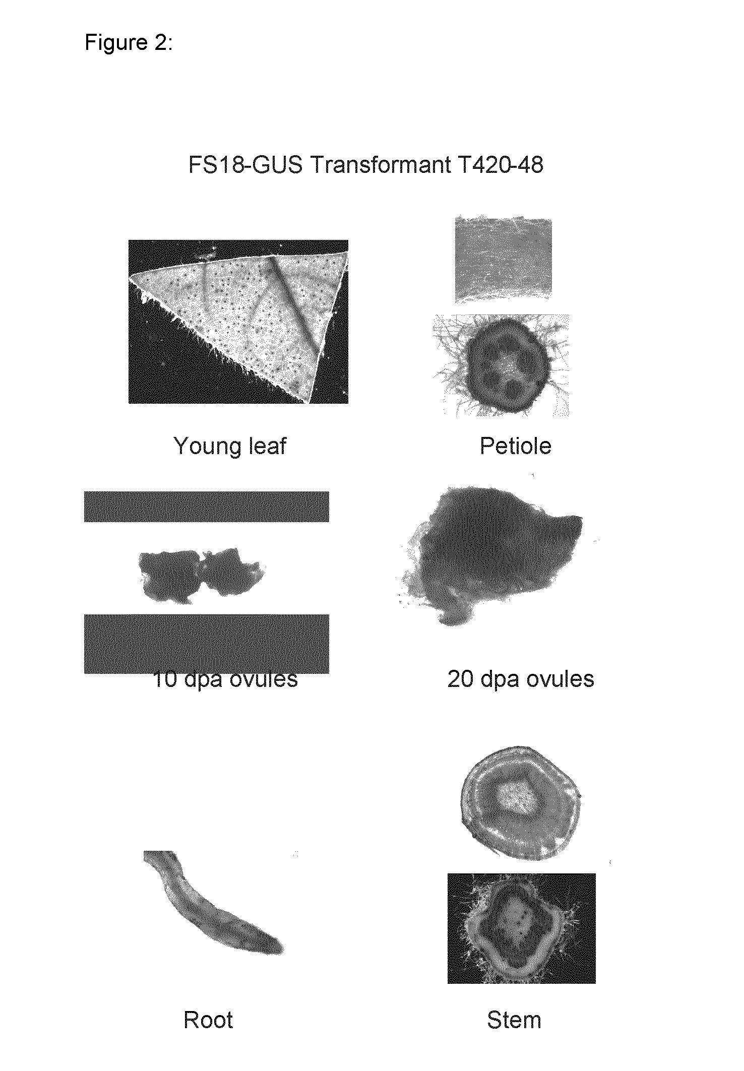 Fiber selective promoters