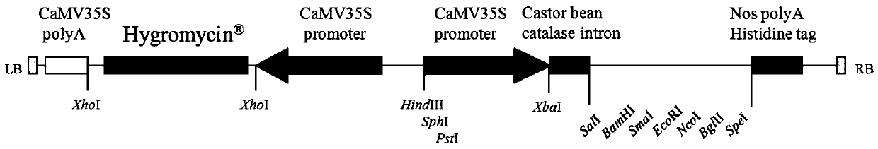 Gene GF14e and protein capable of improving rice neck blast resistance, and applications of the gene