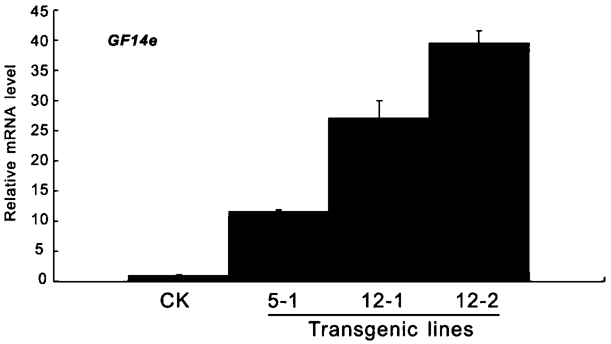 Gene GF14e and protein capable of improving rice neck blast resistance, and applications of the gene