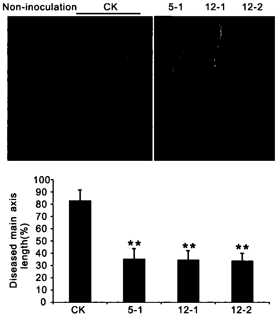 Gene GF14e and protein capable of improving rice neck blast resistance, and applications of the gene