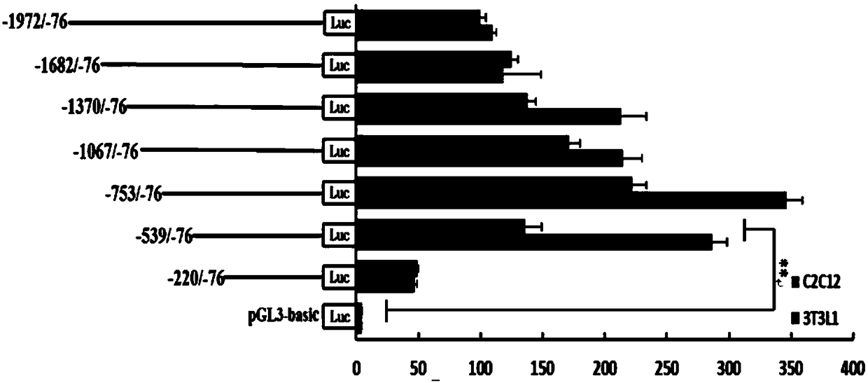 Method for identifying active region of ATP5B (adenosine triphosphate 5B) gene promoter