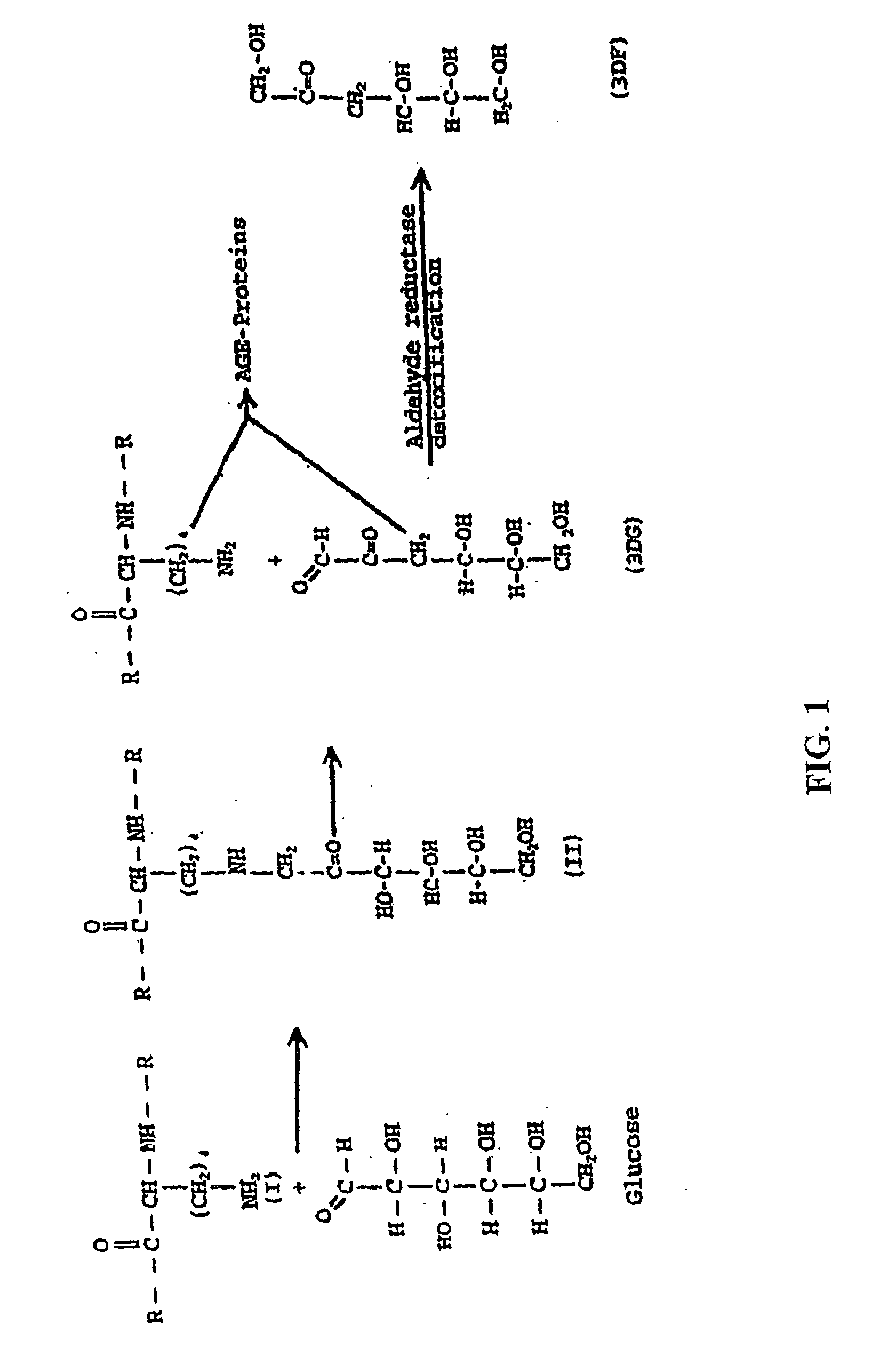 Fructoseamine 3 kinase and the formation of collagen and elastin