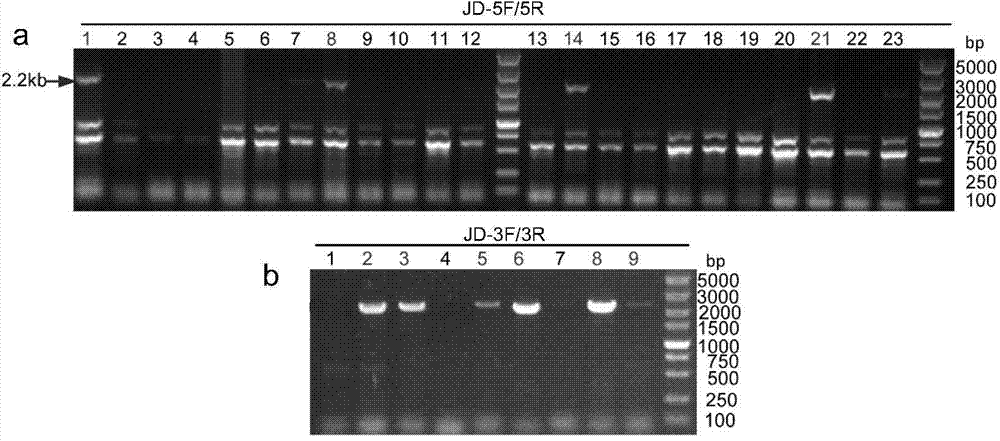 TALEN-mediated vector for knocking out goat BLG through gene targeting and recombinant cell