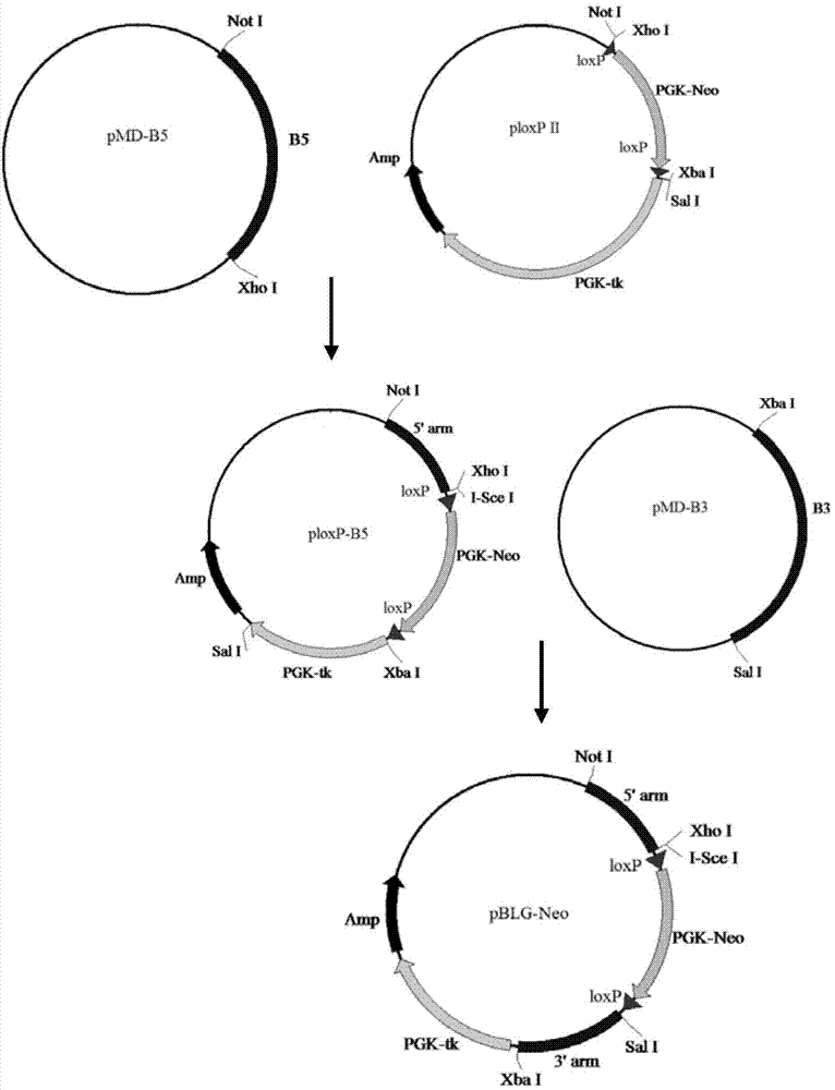 TALEN-mediated vector for knocking out goat BLG through gene targeting and recombinant cell